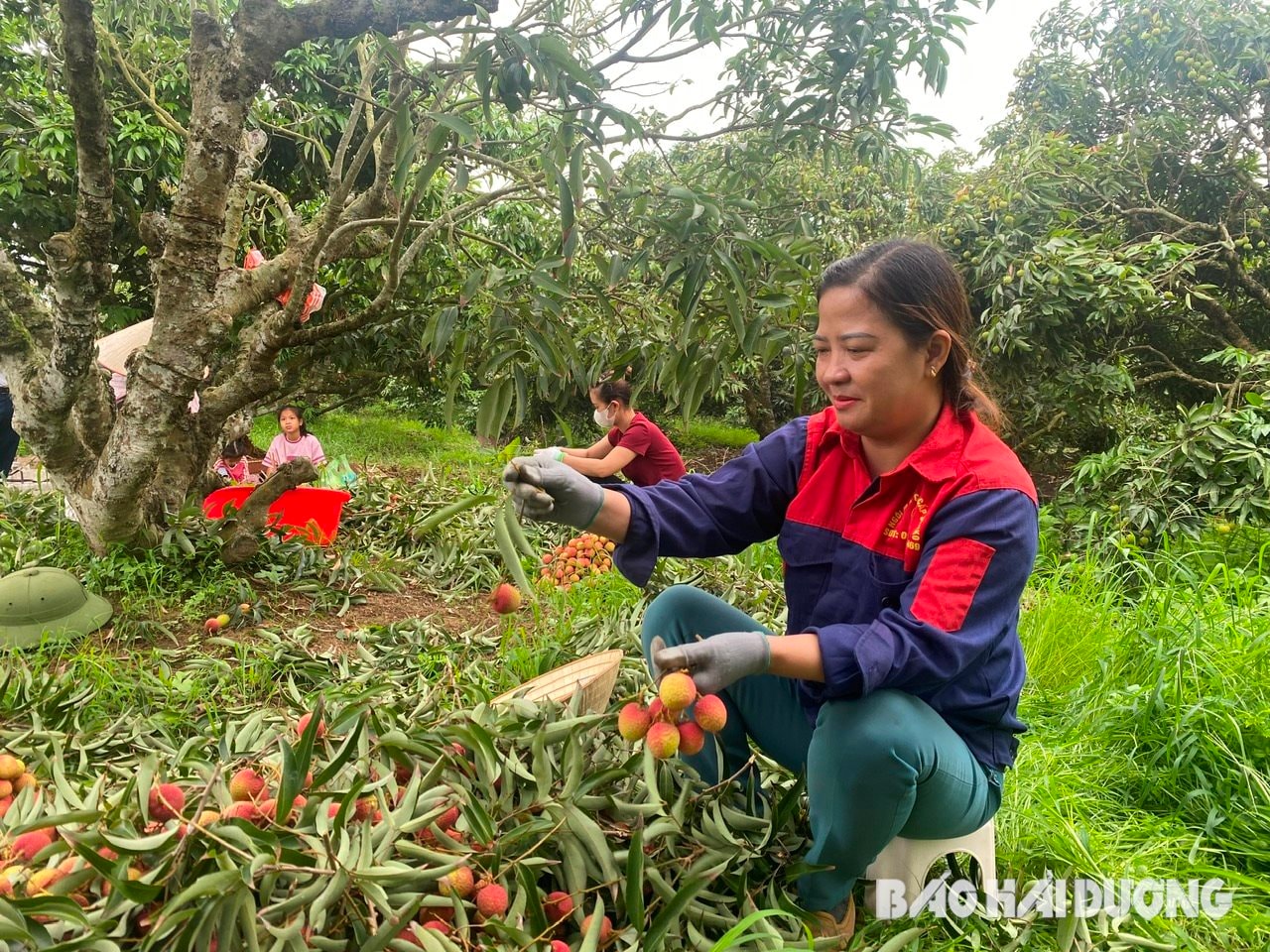 ការប្រមូលផល-ក្រណាត់.jpg
