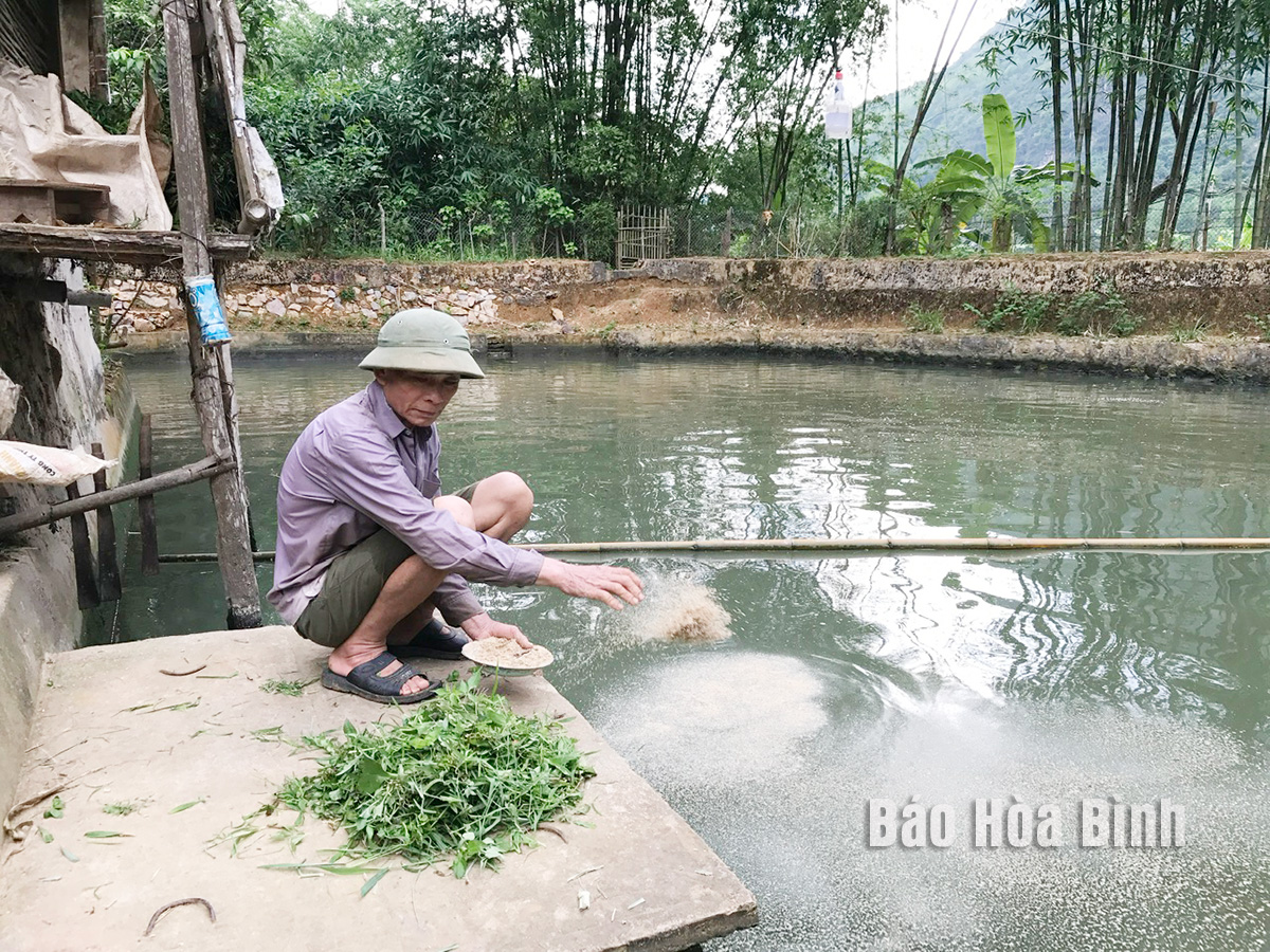 การพัฒนาฟาร์มปลาสลิดหินสีเขียวในอำเภอแม่โจ้