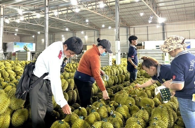 Sầu riêng từng trái cây tỷ USD của Việt Nam nhưng hiện giá lao dốc, xuất khẩu èo uột.
