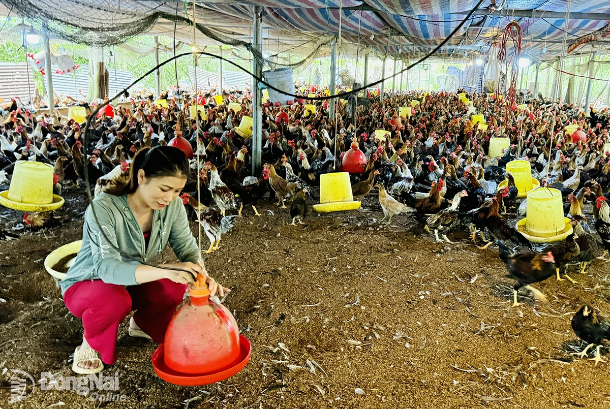 Safe herbal chicken farming chain of Long Khanh Chicken Farm in Bau Sen ward, Long Khanh city. Photo: B.Nguyen