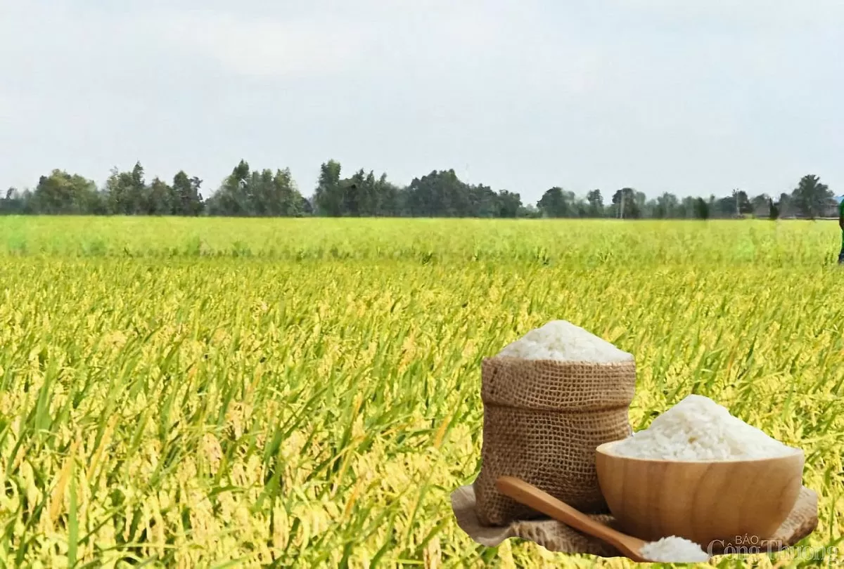 Giá lúa gạo hôm nay ngày 26/5: Thị trường trầm lắng