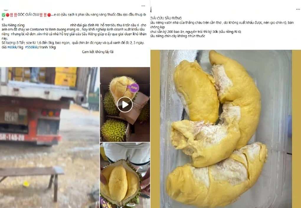 Trung Quốc siết mạnh, giá sầu riêng giảm - 2