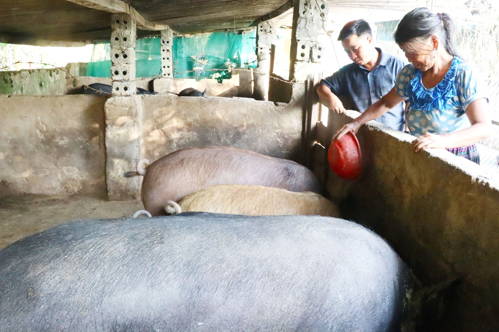 Mô hình nuôi lợn thương phẩm của người dân bản Can Tỷ 2 thay đổi cuộc sống gia đình.