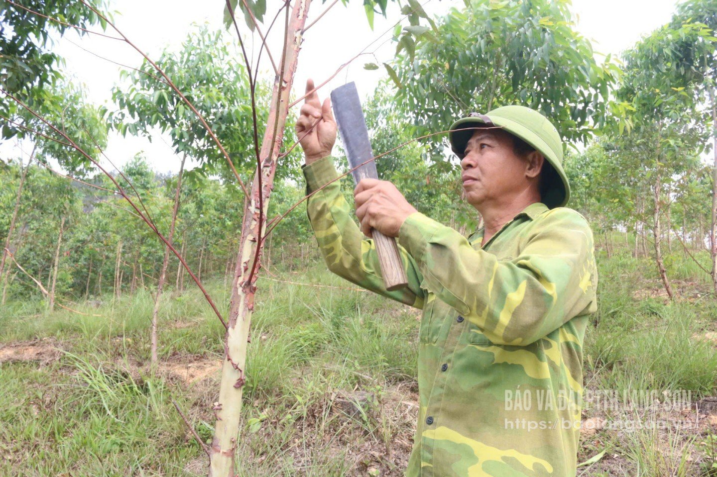 ប្រជាជនឃុំ Van Thuy ស្រុក Chi Lang ថែរក្សា eucalyptus