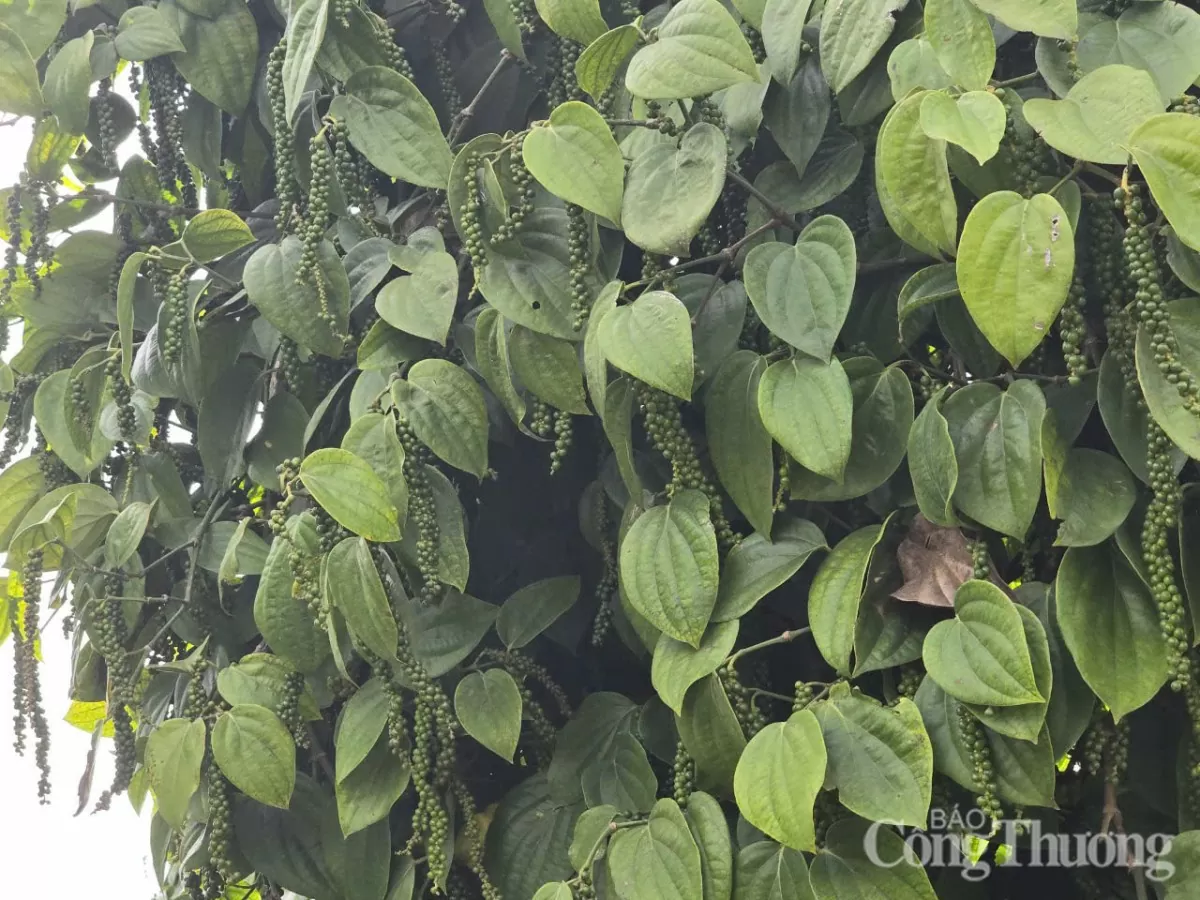 Giá tiêu hôm nay 26/5/2025: trong nước ổn định mức cao