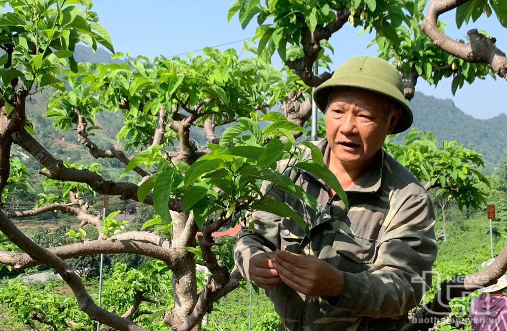 Mr. Kieu Thuong Chat (ในหมู่บ้าน Phuong Hoang, ชุมชน Phu Thuong, Vo Nhai) ผสมเกสรดอกแอปเปิลแต่ละดอกเพิ่มเติม