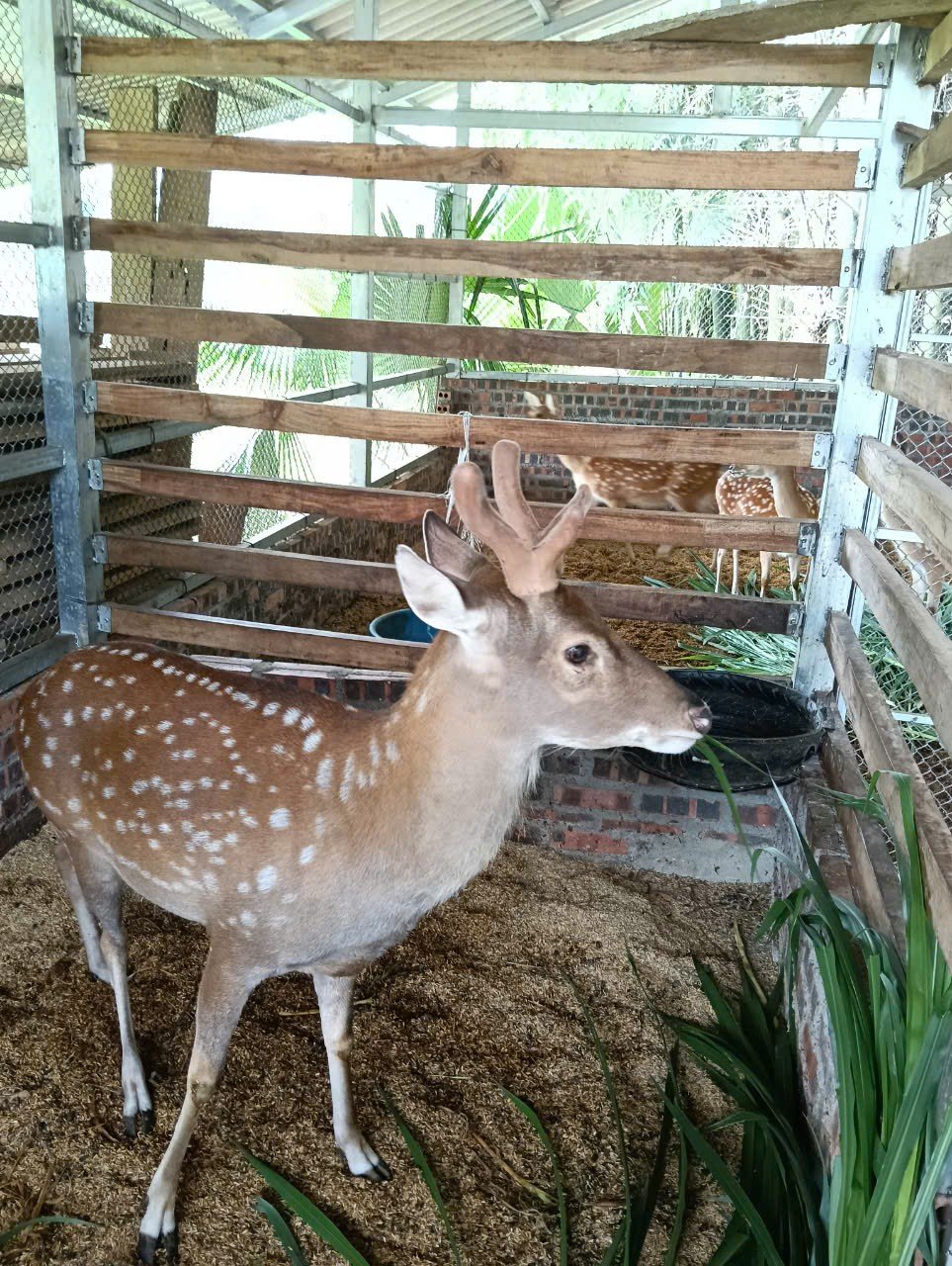 Trưởng thôn tập hợp người dân nuôi hươu sao, cùng giúp nhau làm giàu ảnh 1