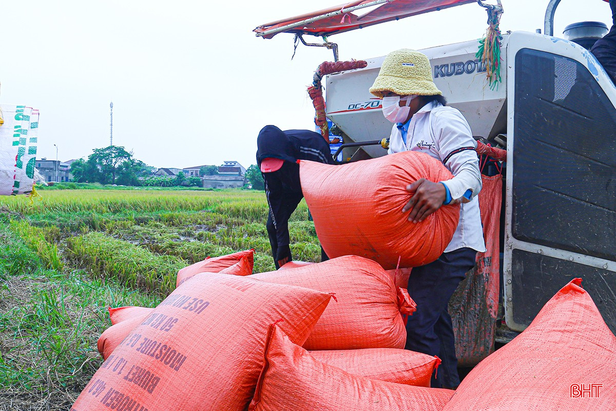 Từng bao lúa được bốc dỡ xuống bờ, giúp bà con xã Cẩm Thạch yên tâm hơn.