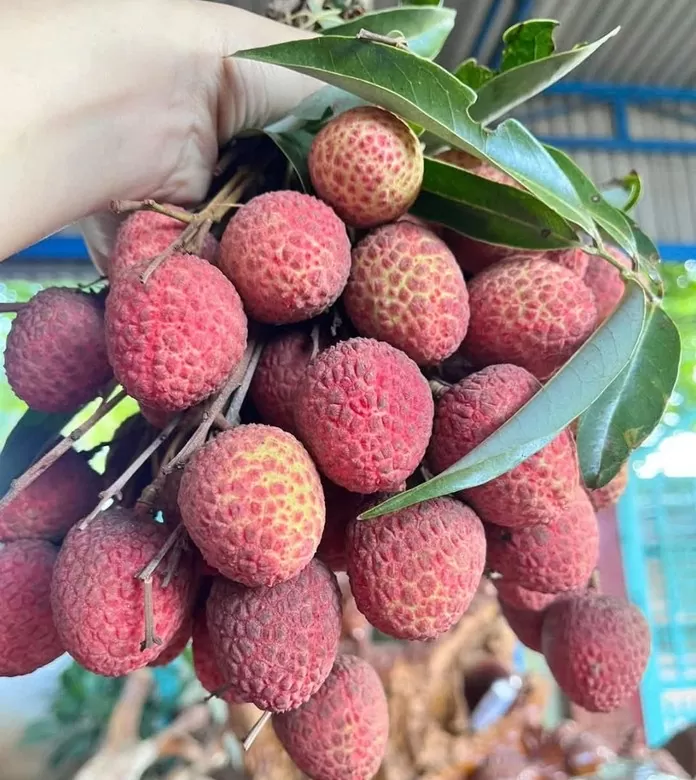 Vải thiều đầu mùa nên khá đắt khách, song giá cao nên chị Nga chia chùm giỏ trọng lượng từ 1-1,5 kg. Hơn nữa, đặc điểm của trái vải đầu mùa là hơi chua, nhiều nước nên khách hàng mua chủ yếu để ăn thử.  Vải thiều được bán trên chợ online với giá rẻ hơn chỉ 35.000-40.000 đồng/kg và đa phần được người bán quảng cáo chỉ có số lượng ít.