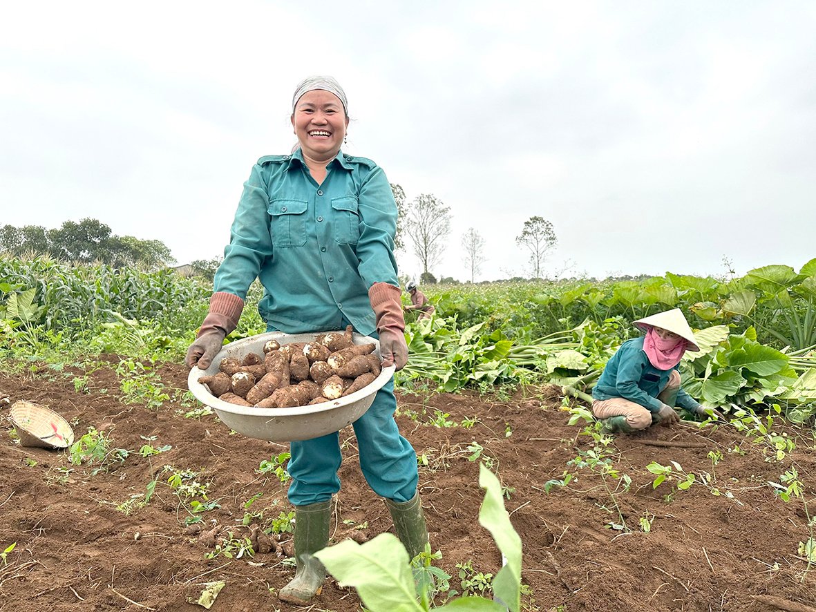 Mantener y ampliar el área de cultivo de taro para productos básicos en el distrito de Vinh Linh