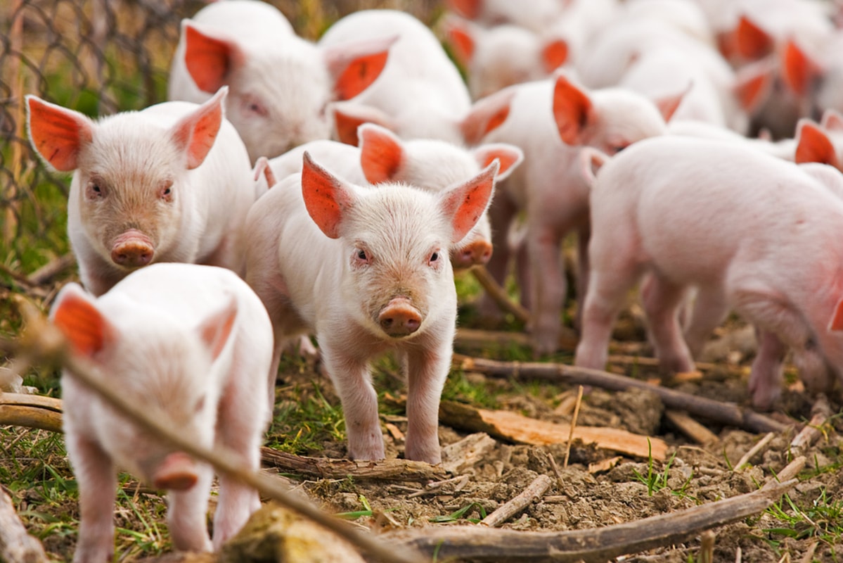 ราคาหมูวันนี้ 275 เพิ่มขึ้นแบบไม่คาดคิดอีกแล้ว