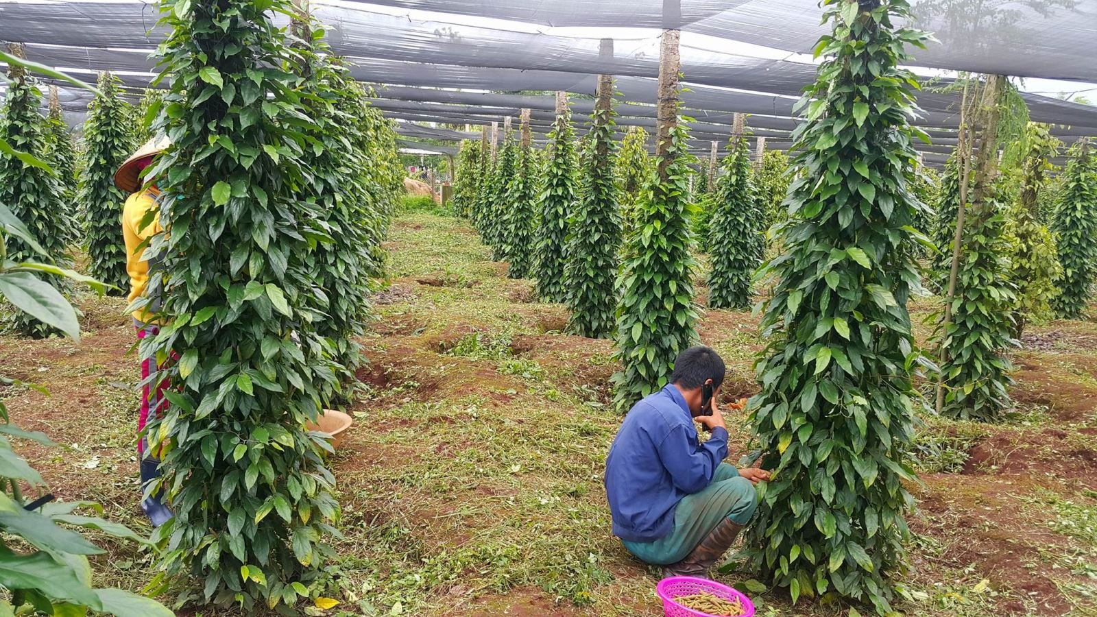 Pepper price today May 27, 2025: Domestically quiet while Indonesian pepper skyrockets