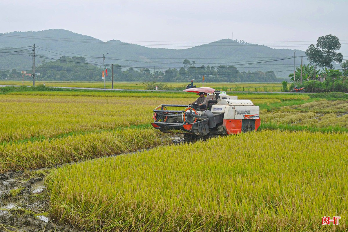 Tại huyện Hương Sơn, không khí thu hoạch mùa vàng cũng đang khẩn trương và hối hả không kém. Trên khắp các cánh đồng lúa xuân, bà con nông dân đang dồn sức, chạy đua với thời gian để đưa lúa về nhà trước khi những trận mưa lớn được dự báo sẽ quay trở lại.