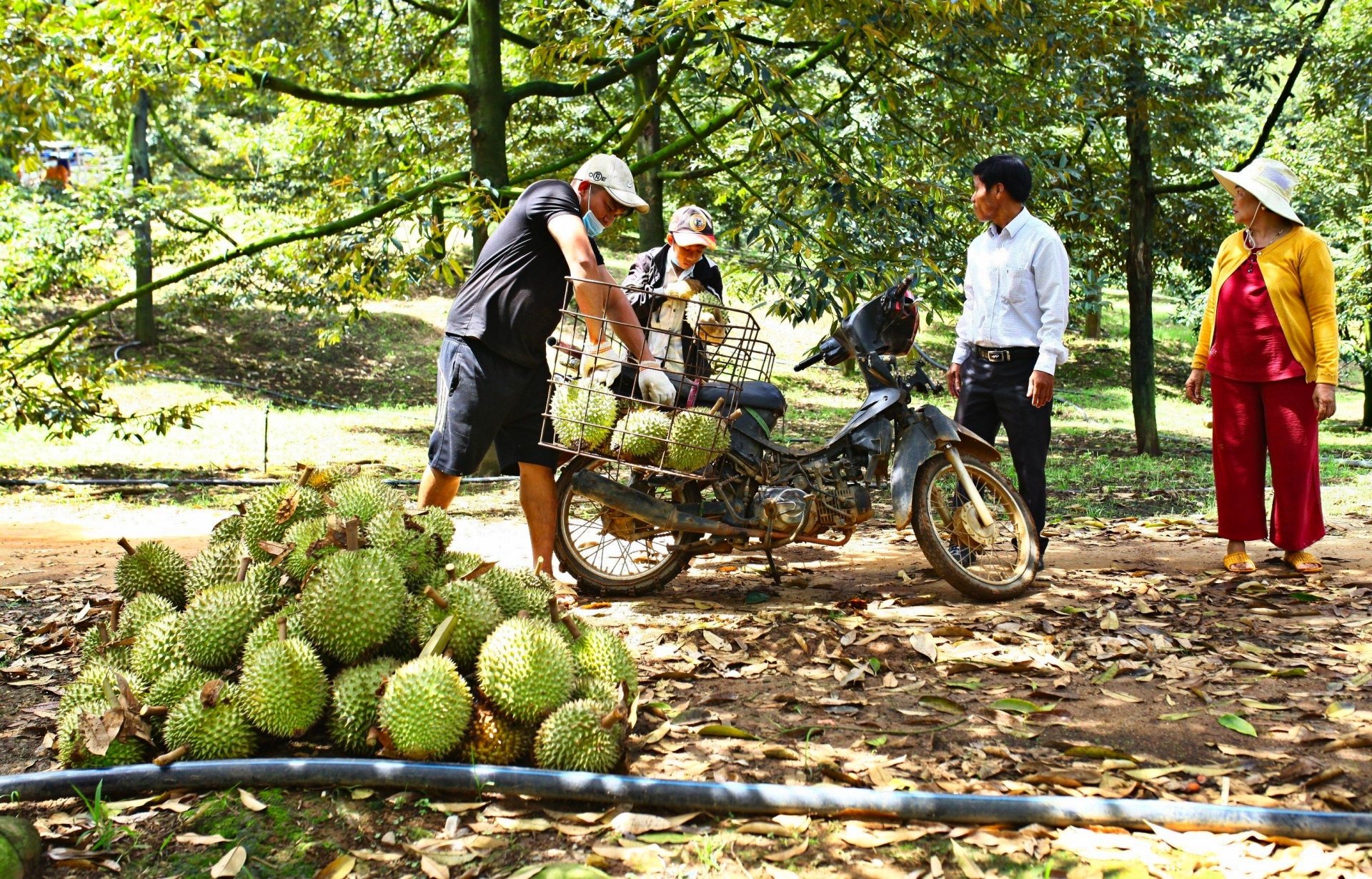 People in Da Huoai district harvest durian in the 2024 crop year. In the 2025 crop year, up to this point, people have begun to harvest sporadically, preparing to start the main harvest from June.