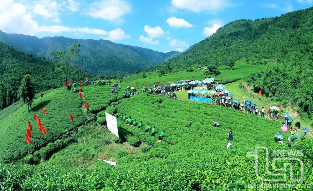 Trên một nương chè đẹp. Ảnh: T.L