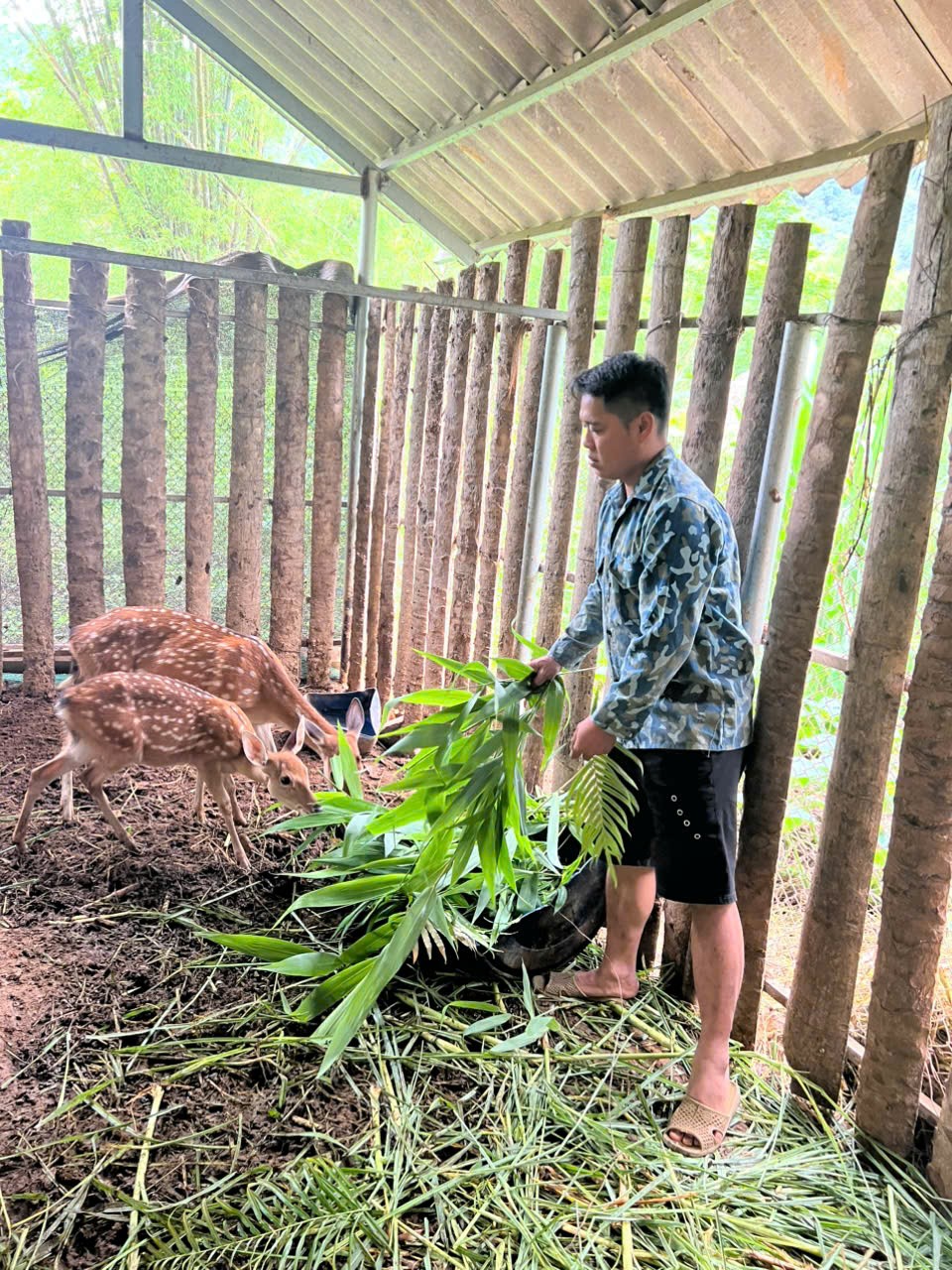 Trưởng thôn tập hợp người dân nuôi hươu sao, cùng giúp nhau làm giàu ảnh 2