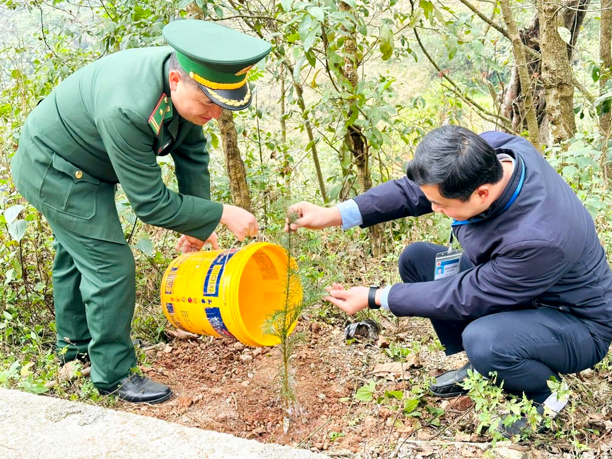 Thị trấn Đồng Văn triển khai trồng cây Sa mộc dọc tuyến biên giới.