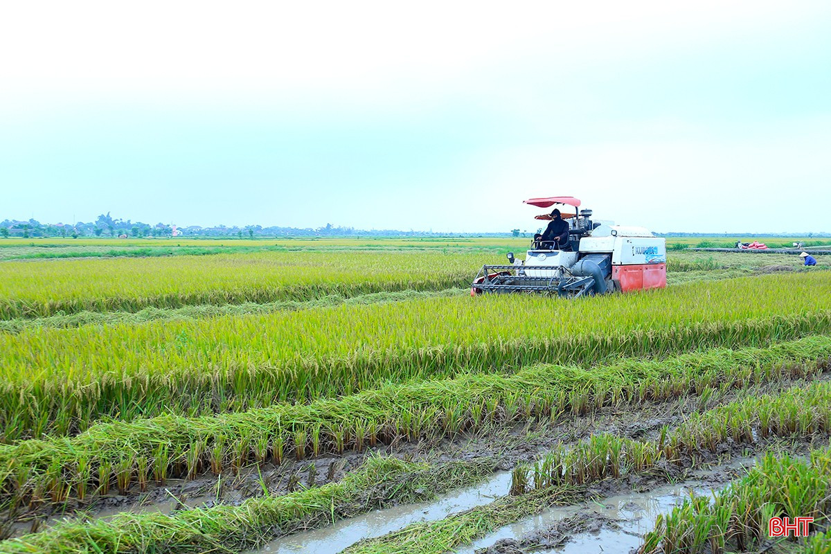 Tại thành phố Hà Tĩnh, không khí thu hoạch lúa xuân đang diễn ra hối hả hơn bao giờ hết. Trên khắp các cánh đồng, tiếng máy gặt rộn ràng xen lẫn tiếng bước chân vội vã của người nông dân vận chuyển lúa về nhà.