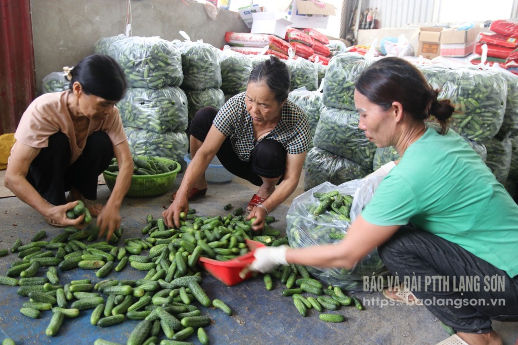 Los habitantes de la comuna de Dong Quan, distrito de Loc Binh, clasifican pepinos bebés.