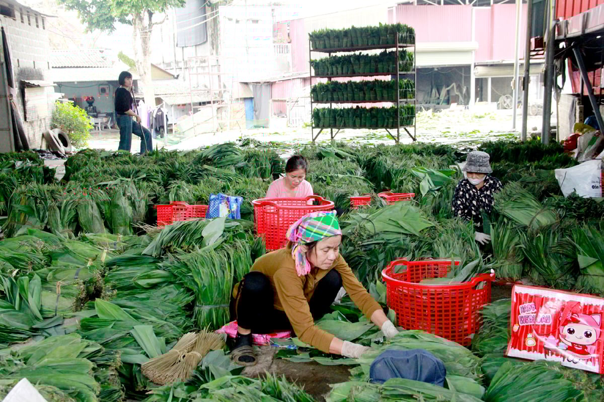 Người dân xã Quang Minh (Bắc Quang) thu hoạch lá giang xuất khẩu.
