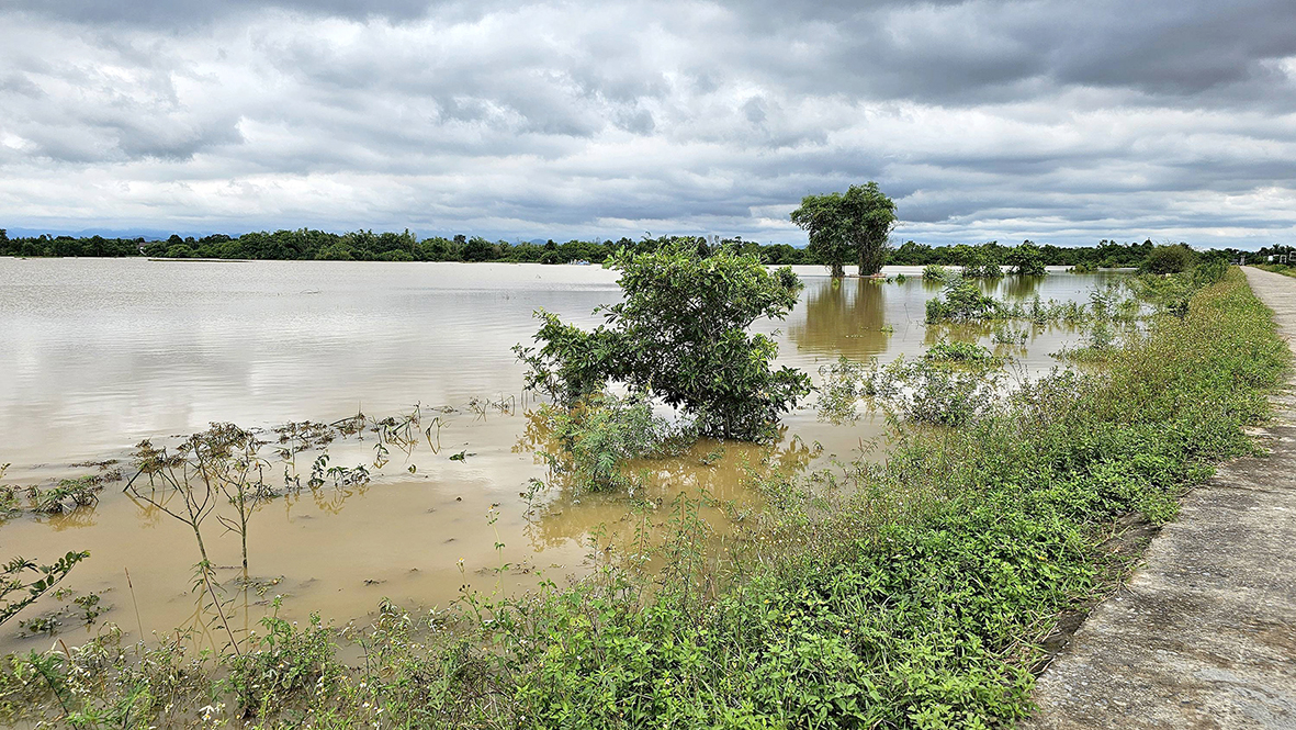 Yeni ekilen pirinci kurtarmak için acil önlemler alınması gerekiyor.