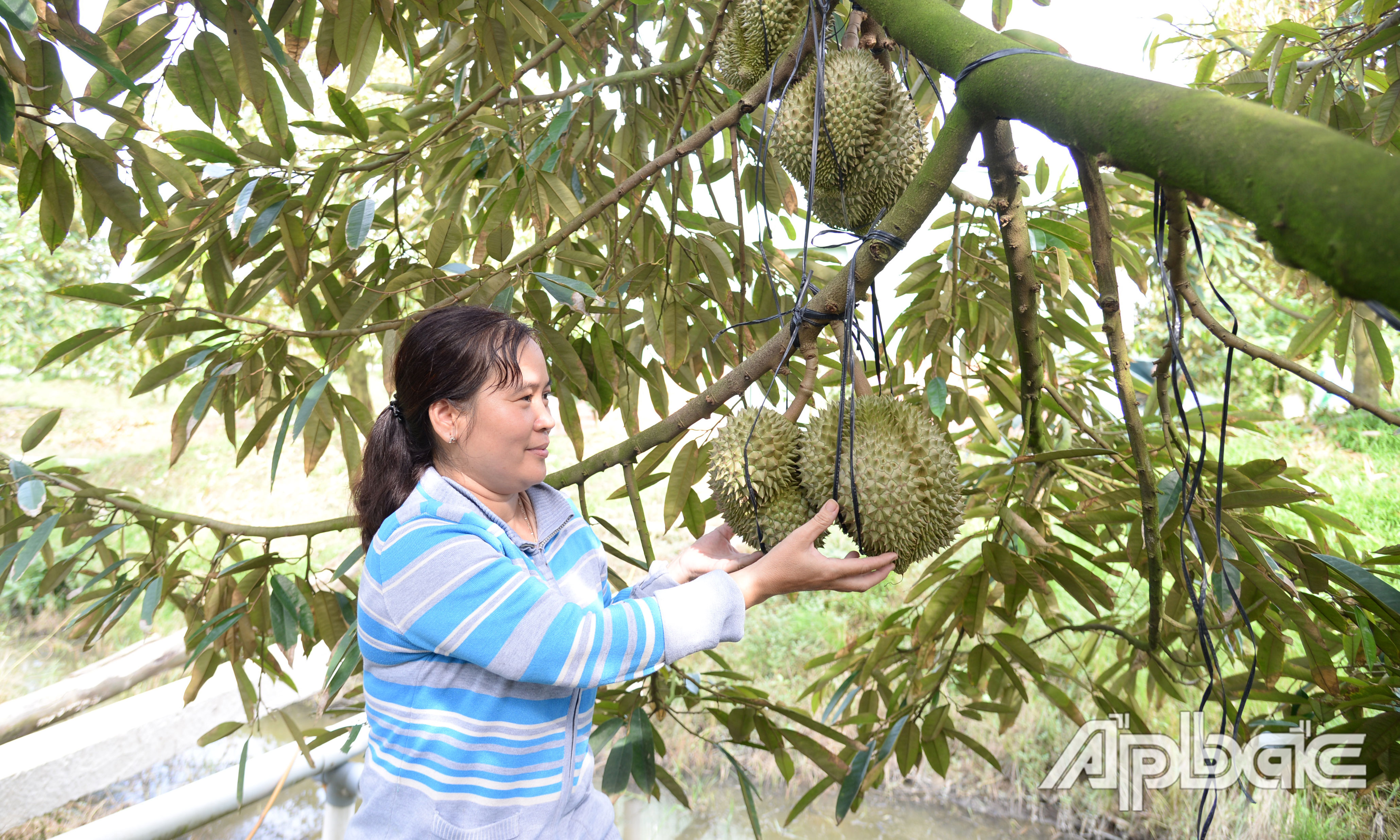 Khoảng 50% diện tích sầu riêng của Tiền Giang đã được cấp MSVT xuất khẩu.
