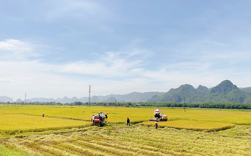 Bà con nông dân huyện Tuyên Hóa đang thu hoạch lúa vụ đông-xuân.