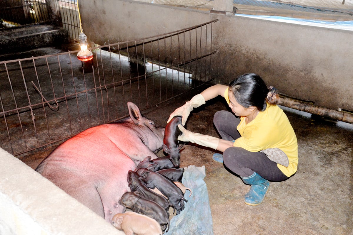 La Sra. Nong Thi Hang, de la aldea de Yen Chung, comuna de Tien Yen (Quang Binh), mantiene un modelo de cría de cerdas negras.
