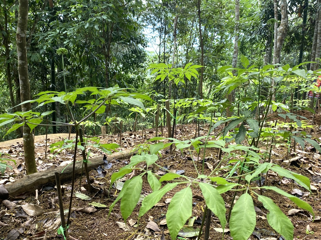 Sâm Lai Châu được HTX nông nghiệp bản địa Thu Ka trồng dưới tán rừng ở độ cao trên 1400m so với mực nước biển.