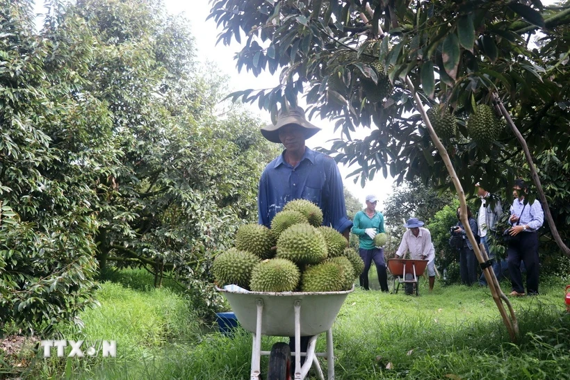 Cosecha de durian en la comuna de Nhon Ai, distrito de Phong Dien, Can Tho. (Foto: Thu Hien/VNA)