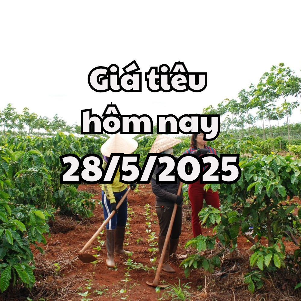 តម្លៃម្រេចថ្ងៃនេះ 28/05/2025 បន្តកើនឡើង កណ្តាលខ្ពង់រាបនាំមុខនិន្នាការ