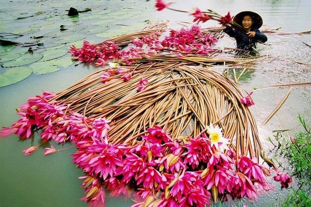 Đồng Tháp, sắp đến mùa sen nở - Nhịp sống kinh tế Việt Nam & Thế giới