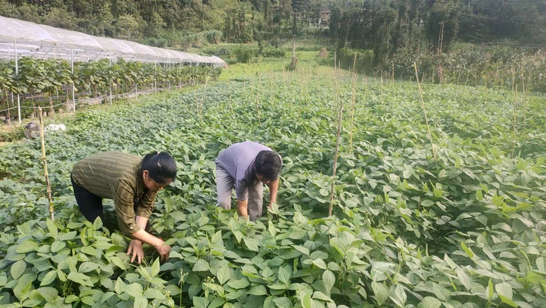 Nhà hàng, khách sạn ở huyện Đồng Văn ký kết tiêu thụ nông sản cho nhân dân ảnh 2
