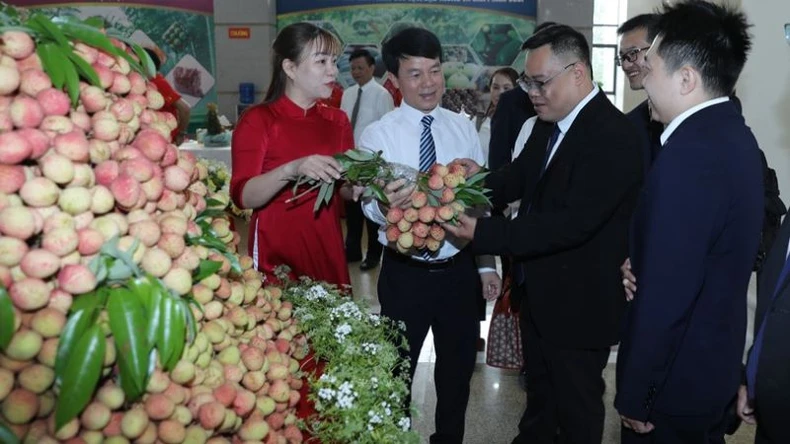 รองประธานรัฐสภาเหงียน ดึ๊ก ไห เข้าร่วมการประชุมเพื่อส่งเสริมการบริโภคลิ้นจี่ในบั๊กซาง ภาพที่ 2