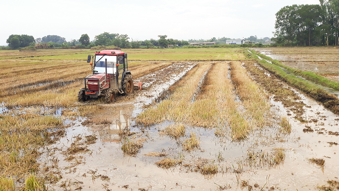 Quang Tri a obtenu de nombreux résultats en matière de développement agricole.
