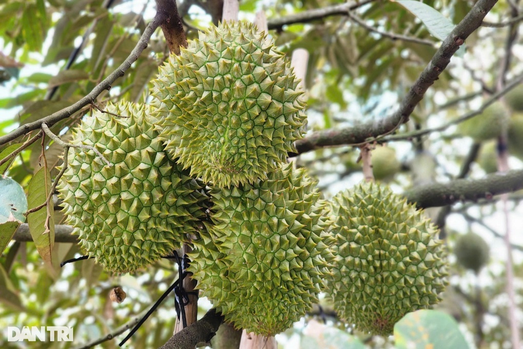 Cục Hải quan: Ưu tiên thực hiện thông quan ngay sầu riêng xuất khẩu - 1