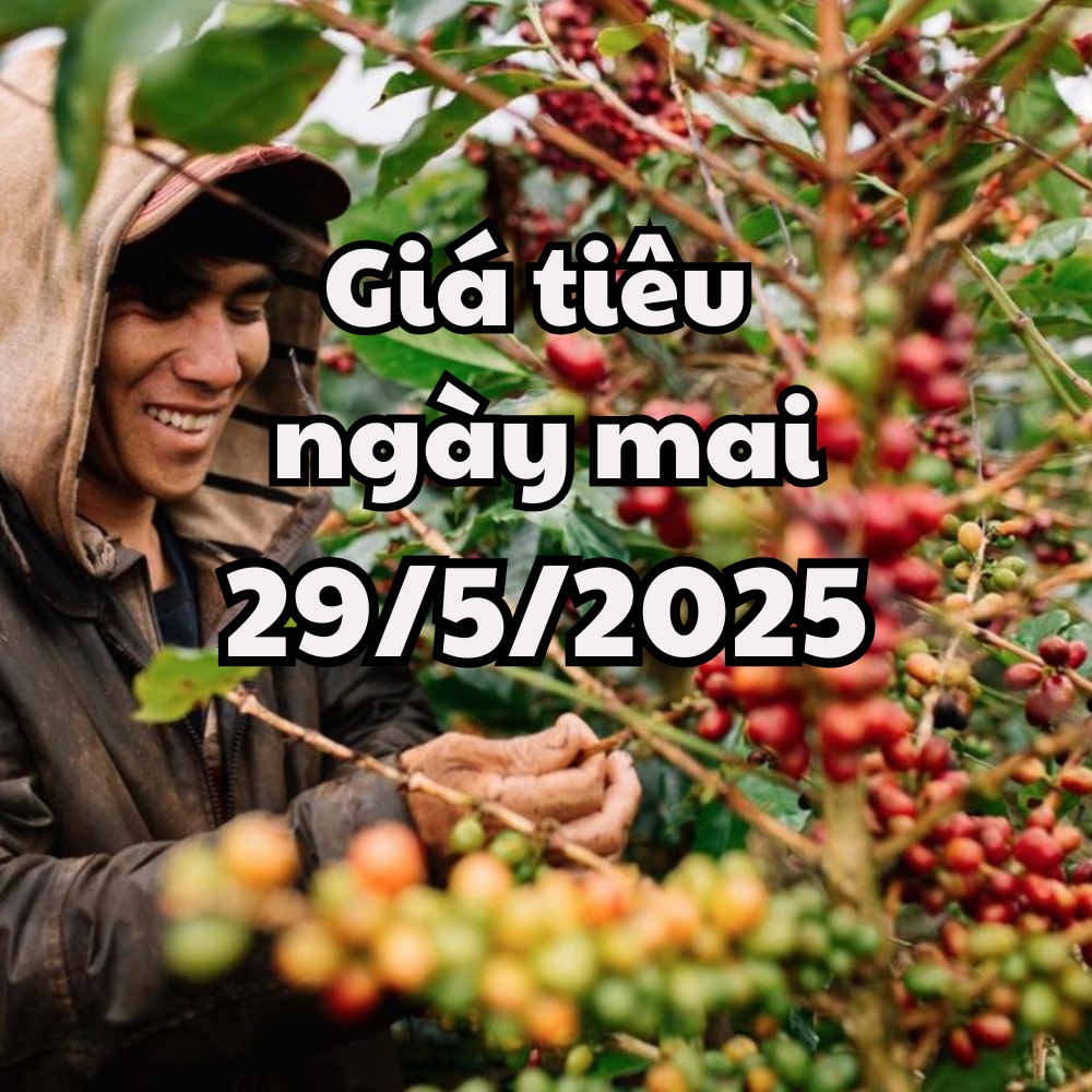 Tin tức, dự báo giá tiêu ngày 29 5 2025 có thêm đỉnh giá mới