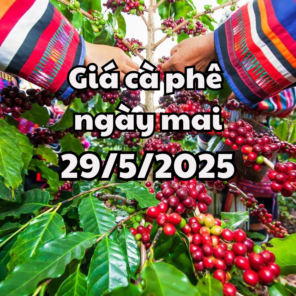 News, forecast of coffee price on May 29, 2025, difficult to recover the upward momentum