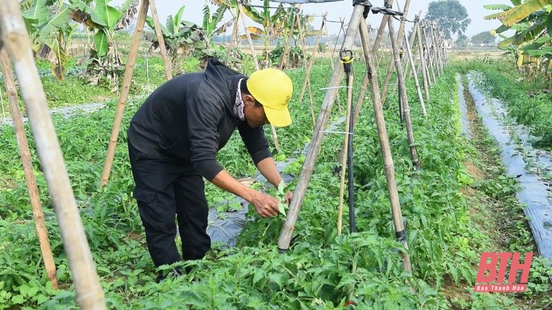 Agricultura verde, medios de vida sostenibles