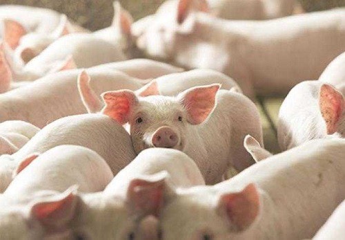 Schweinepreis heute 285 Vorübergehend stabil