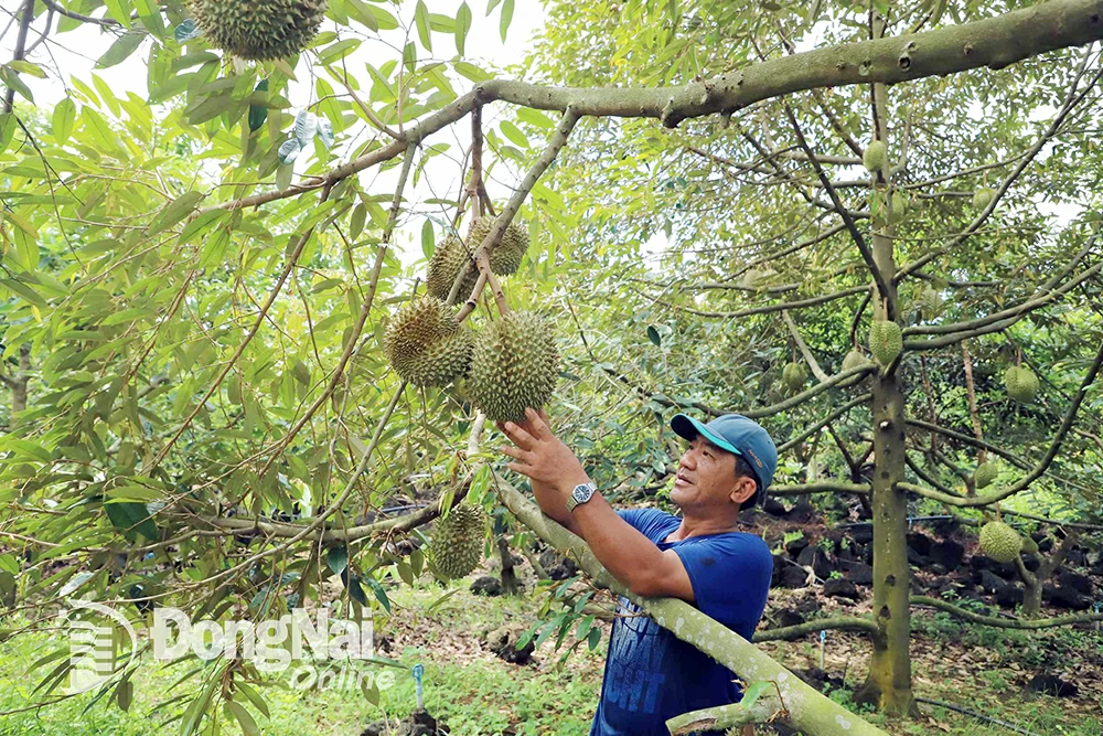 พื้นที่ปลูกทุเรียนในอำเภอทองเณศ ภาพโดย : B.Nguyen