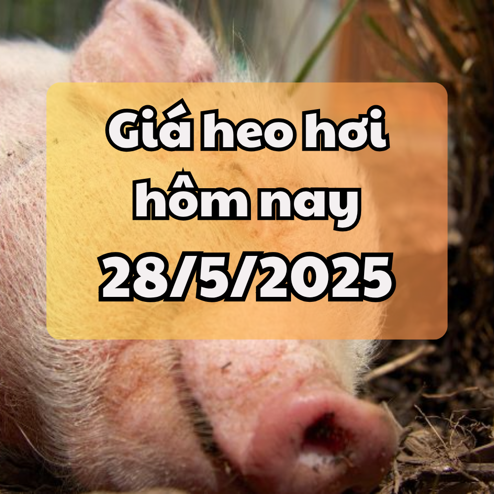 Precio del cerdo hoy 28/05/2025 Estable en 3 regiones, Long An mantiene el pico de 76.000 VND/kg
