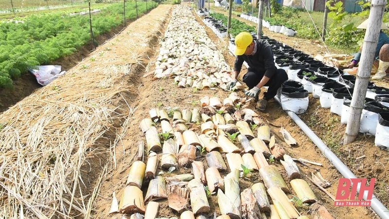 Agricultura verde, medios de vida sostenibles