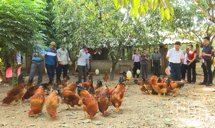 The chicken farming model in Tan Do hamlet brings high economic efficiency.