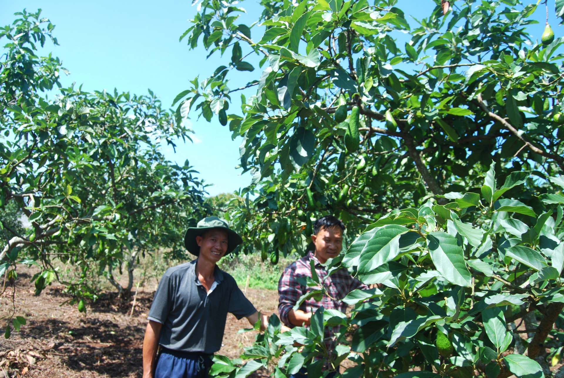 Bơ 034 Lâm Hà vào đầu vụ thu hoạch