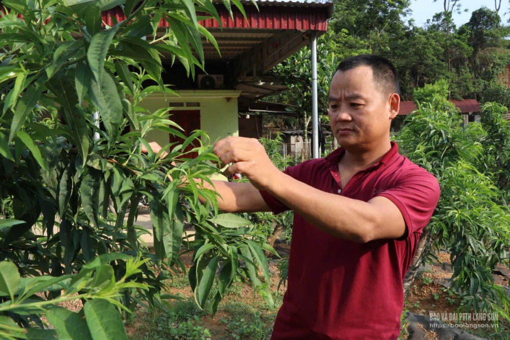 សមាជិកសហករណ៍ Toan Phat ថែរក្សាសួន peach