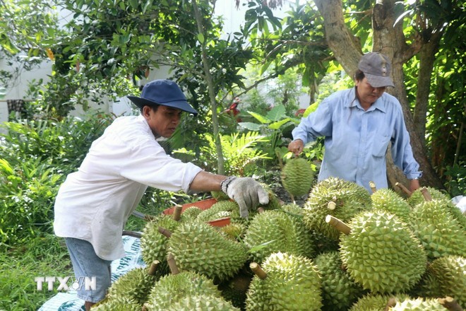 Los agricultores de Can Tho cosechan durian. (Foto: Thu Hien/VNA)