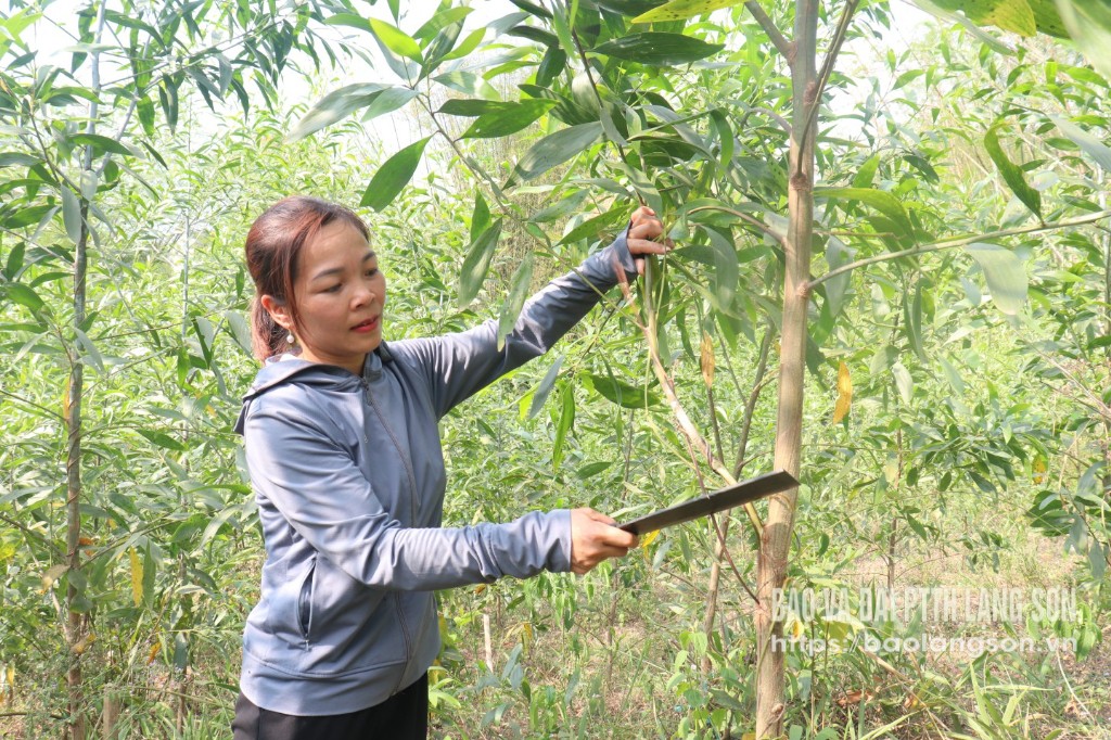 Người dân xã Trung Thành, huyện Tràng Định chăm sóc rừng 