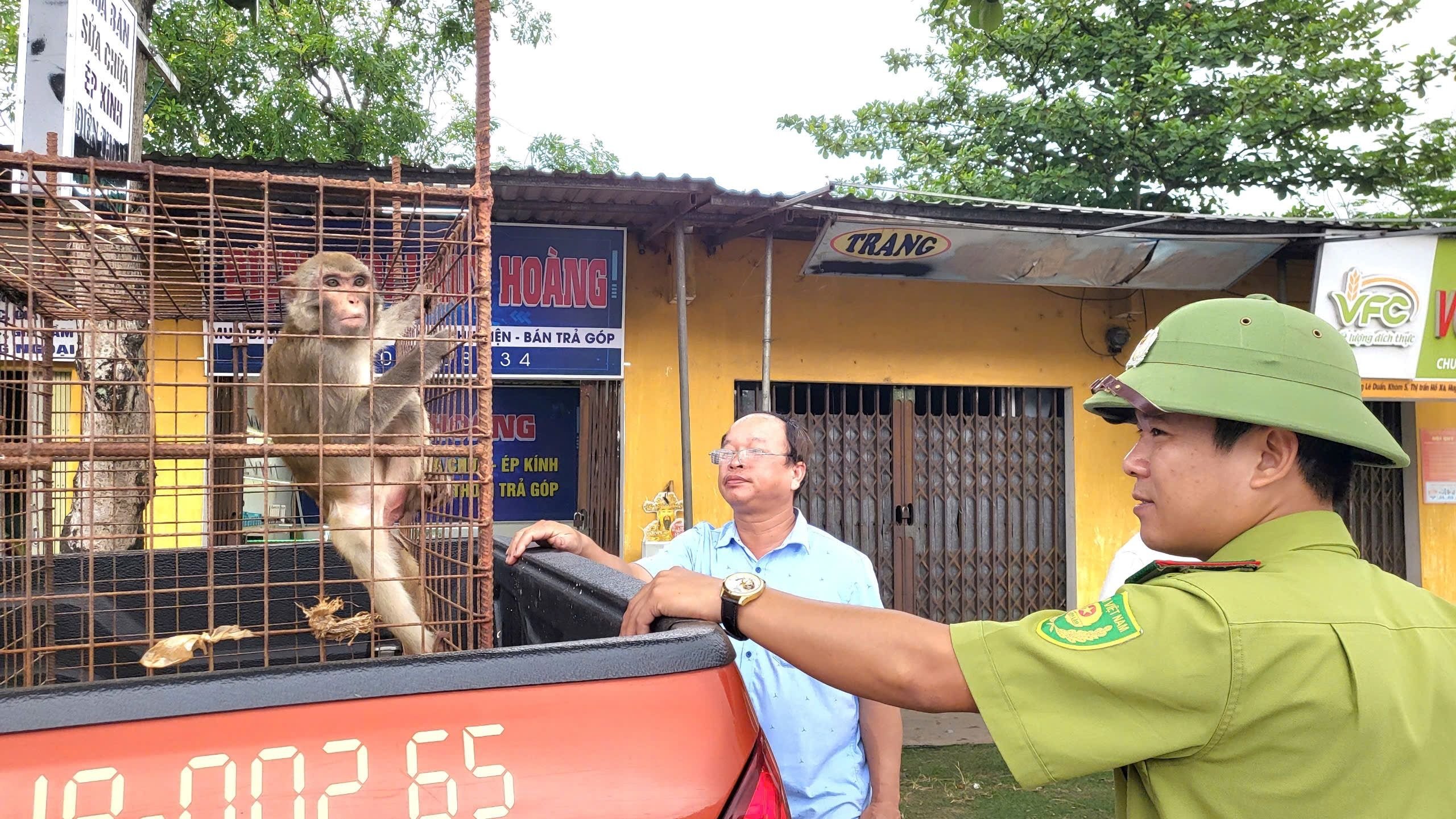 Vinh Linh: Released a 3.5 kg brown monkey into the wild