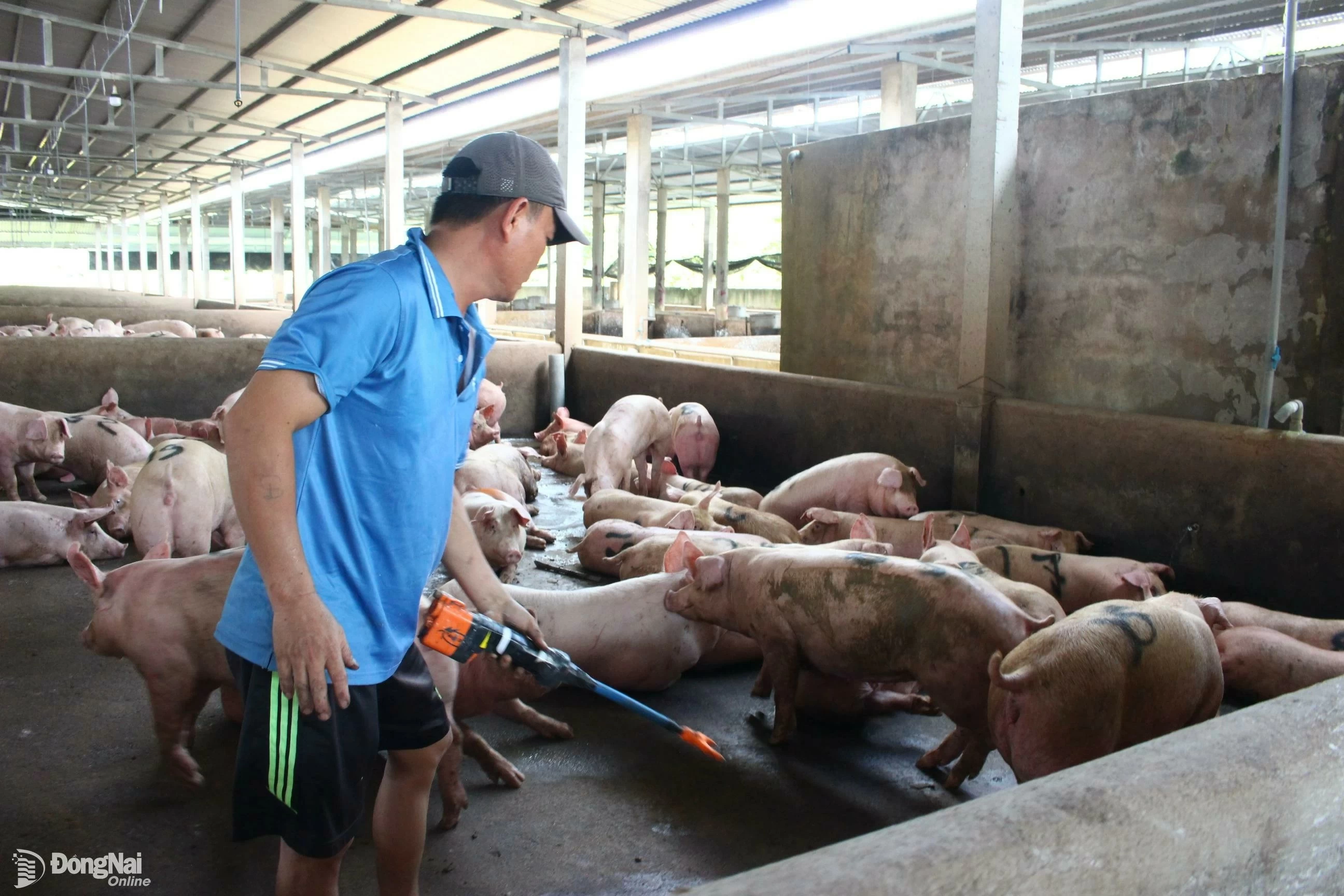 Ferme porcine dans le district de Xuan Loc. Photo : document 